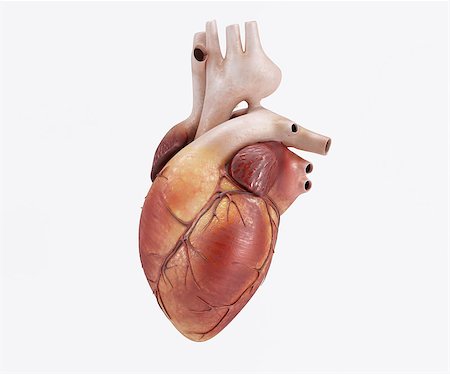 simsearch:400-04178498,k - 3D Render of a healthy Human Heart Stockbilder - Microstock & Abonnement, Bildnummer: 400-08498787