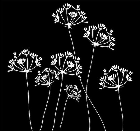 spices vector - vector illustration of fennel flower silhouettes background Stock Photo - Budget Royalty-Free & Subscription, Code: 400-08498966