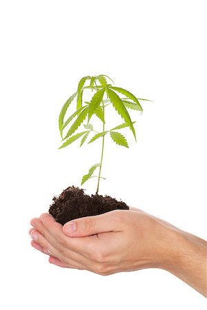 Caucasian handsome man holding young cannabis plant with soil in his hand isolated on white background. Drug business. Stock Photo - Budget Royalty-Free & Subscription, Code: 400-08499202