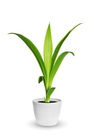 Houseplant - yang sprout of Yucca a potted plant isolated over white Photographie de stock - Aubaine LD & Abonnement, Code: 400-08499233
