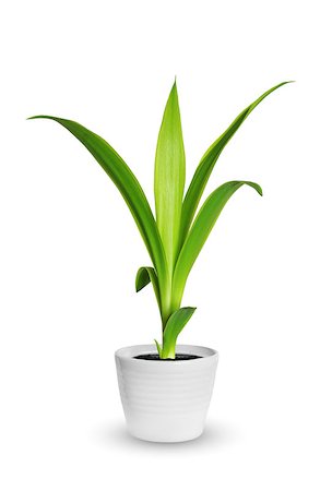 simsearch:400-08287943,k - Houseplant - yang sprout of Yucca a potted plant isolated over white Foto de stock - Super Valor sin royalties y Suscripción, Código: 400-08499233