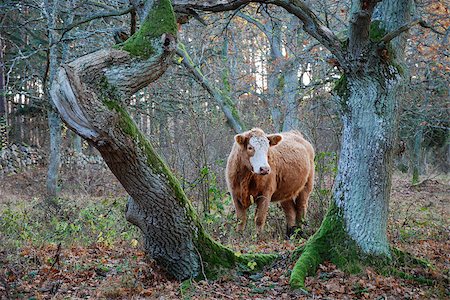 simsearch:400-08495148,k - Brown cow framed by old mossy tree trunks in a forest at the swedish island Oland Stock Photo - Budget Royalty-Free & Subscription, Code: 400-08499965