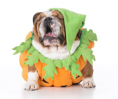 bulldog wearing pumpkin costume isolated on white background Stock Photo - Budget Royalty-Free & Subscription, Code: 400-08491865