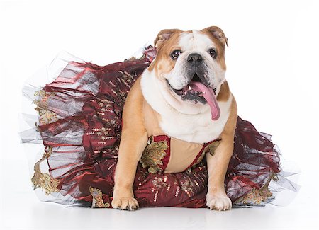 pampered princess - female english bulldog dressed like a ballerina on white background Stock Photo - Budget Royalty-Free & Subscription, Code: 400-08491868