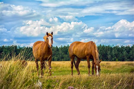 simsearch:400-04940914,k - Two brown horses grazing on the meadow. Nature background Stock Photo - Budget Royalty-Free & Subscription, Code: 400-08504358