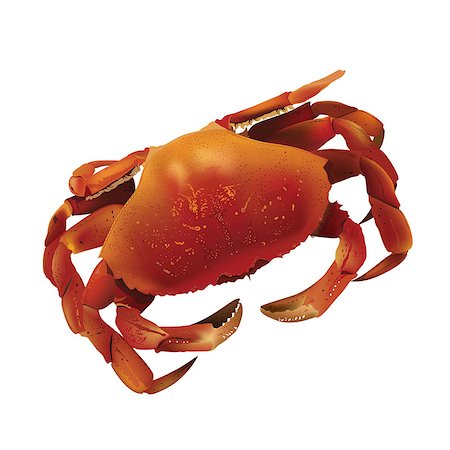 Sea crab mesh gradient vector illustration on a white background Stock Photo - Budget Royalty-Free & Subscription, Code: 400-08505208