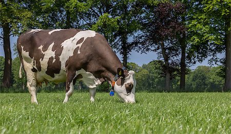 simsearch:400-08495148,k - Brown and white cow grazing in a dutch landscape near Zutphen Stock Photo - Budget Royalty-Free & Subscription, Code: 400-08505243