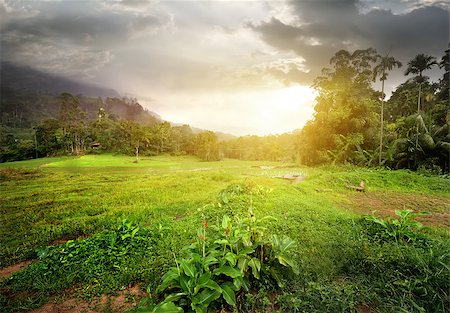 Field in jungles of Sri Lanka at cloudy sunset Photographie de stock - Aubaine LD & Abonnement, Code: 400-08505596