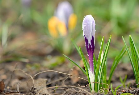 Crocus on a meadow in spring Stock Photo - Budget Royalty-Free & Subscription, Code: 400-08505604