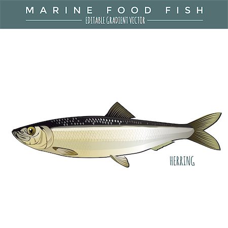 simsearch:400-08736716,k - Herring illustration. Marine food fish, editable gradient vector Stockbilder - Microstock & Abonnement, Bildnummer: 400-08506636