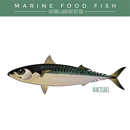 simsearch:400-08736716,k - Mackerel illustration. Marine food fish, editable gradient vector Stockbilder - Microstock & Abonnement, Bildnummer: 400-08506637