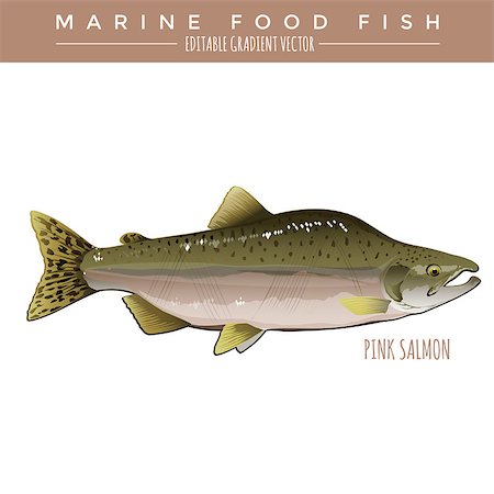 simsearch:400-08616184,k - Pink Salmon illustration. Marine food fish, editable gradient vector Foto de stock - Royalty-Free Super Valor e Assinatura, Número: 400-08506638