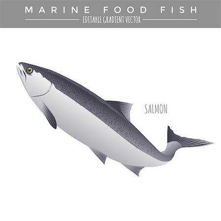 simsearch:400-08616184,k - Salmon illustration. Marine food fish, editable gradient vector Foto de stock - Royalty-Free Super Valor e Assinatura, Número: 400-08506639