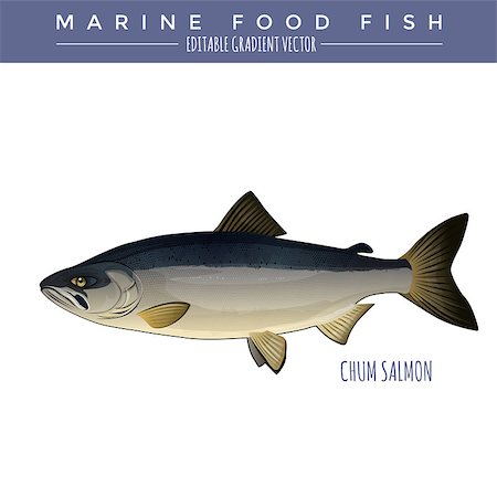 simsearch:400-08736716,k - Chum salmon illustration. Marine food fish, editable gradient vector. Stockbilder - Microstock & Abonnement, Bildnummer: 400-08506642