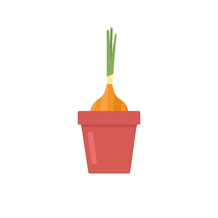 Onion In Flower Pot Primitive Style Flat Vector Drawing Isolated On White Background Stock Photo - Budget Royalty-Free & Subscription, Code: 400-08507210