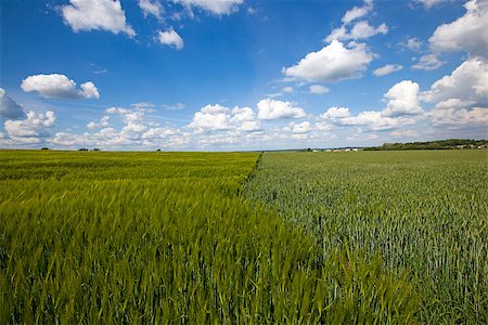 an agricultural field on which grow up cereals Stock Photo - Budget Royalty-Free & Subscription, Code: 400-08507704