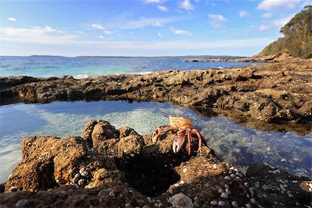 seagrass - A sparkling bath of beauty with shell encrusted walls is the sea rockpool and what lies within a small enchanted world of crabs and fish and other crustaceans basquing in tranquility. Stock Photo - Budget Royalty-Free & Subscription, Code: 400-08508217