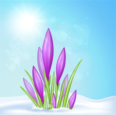 Spring background with violet crocus in snow. Vector illustration. Photographie de stock - Aubaine LD & Abonnement, Code: 400-08500720
