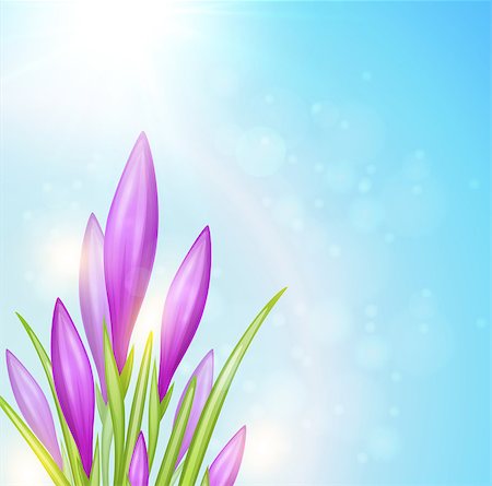 Spring background with violet crocuses. Vector illustration. Photographie de stock - Aubaine LD & Abonnement, Code: 400-08500722