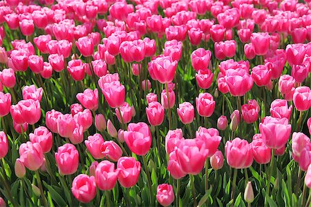 simsearch:400-08555878,k - Beautiful bouquet of pink Tulips in Spring Flora Natural Concept field Stock Photo - Budget Royalty-Free & Subscription, Code: 400-08500740