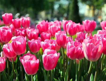 simsearch:400-08555878,k - Beautiful bouquet of pink Tulips in Spring Flora Natural Concept field Stock Photo - Budget Royalty-Free & Subscription, Code: 400-08500741