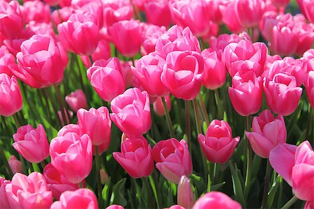 simsearch:400-08555878,k - Beautiful bouquet of pink Tulips in Spring Flora Natural Concept field Stock Photo - Budget Royalty-Free & Subscription, Code: 400-08500742