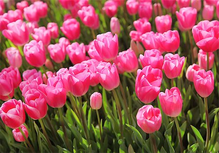 simsearch:400-08555878,k - Beautiful bouquet of pink Tulips in Spring Flora Natural Concept field Stock Photo - Budget Royalty-Free & Subscription, Code: 400-08500743