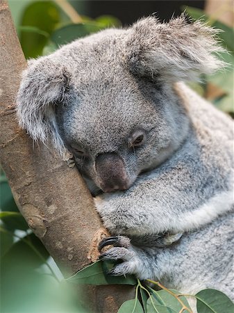 eucalipto - Close-up of a koala bear, selective focus Foto de stock - Super Valor sin royalties y Suscripción, Código: 400-08500790