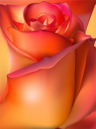 Orange rose macro. EPS 10 vector file included Stock Photo - Budget Royalty-Free & Subscription, Code: 400-08500829