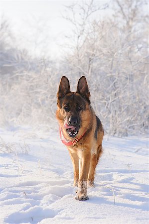 Thoroughbred German Shepherd runing in the snow  with interest looks front. Dog illuminated by the sun in the winter day on the background of a snow-covered forests or bushes with hoarfrost and freezing drizzle. Stock Photo - Budget Royalty-Free & Subscription, Code: 400-08501003