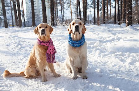 simsearch:400-05315872,k - Two young golden retriever playing in the snow in the park. Clothes for dogs. Dog in the winter in the warm bright clothes. Stockbilder - Microstock & Abonnement, Bildnummer: 400-08501084