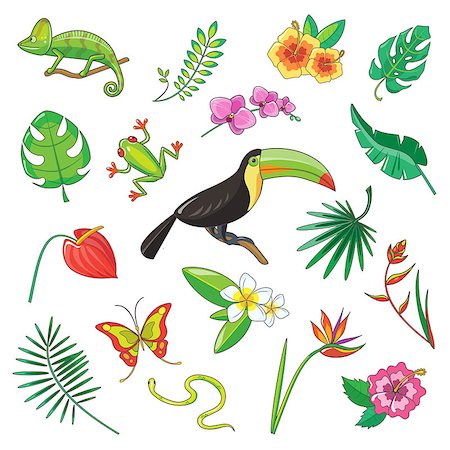 Tropical plants and animals icon vector set Stock Photo - Budget Royalty-Free & Subscription, Code: 400-08501624