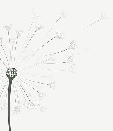 Vector illustration of dandelion flower in motion Stock Photo - Budget Royalty-Free & Subscription, Code: 400-08501989
