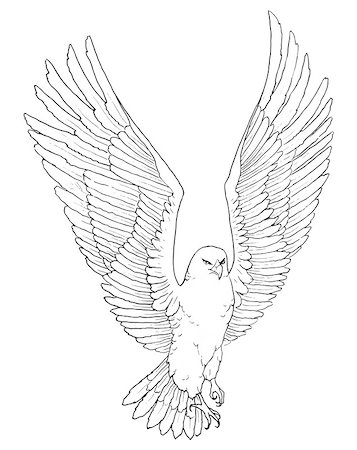 simsearch:400-04900478,k - Sketch illustration of a soaring beautiful eagle Photographie de stock - Aubaine LD & Abonnement, Code: 400-08502241