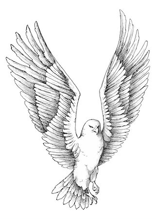 simsearch:400-04900478,k - Sketch illustration of a soaring beautiful eagle Photographie de stock - Aubaine LD & Abonnement, Code: 400-08502243