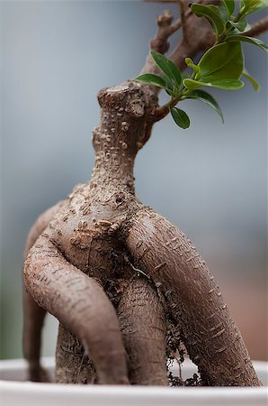 Close-up of on the roots of a bonsai tree Stock Photo - Budget Royalty-Free & Subscription, Code: 400-08502528