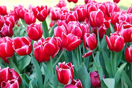 simsearch:400-08555878,k - Beautiful bouquet of red Tulips in Spring Flora Natural Concept field Stock Photo - Budget Royalty-Free & Subscription, Code: 400-08502640