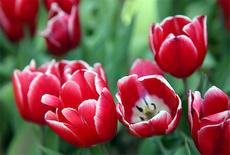 simsearch:400-08555878,k - Beautiful bouquet of red Tulips in Spring Flora Natural Concept field Stock Photo - Budget Royalty-Free & Subscription, Code: 400-08502641