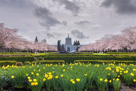 Oregon State Capitol Building in Salem Oregon with Daffodil flowers  and cherry blossom trees in spring season Foto de stock - Super Valor sin royalties y Suscripción, Código: 400-08503640