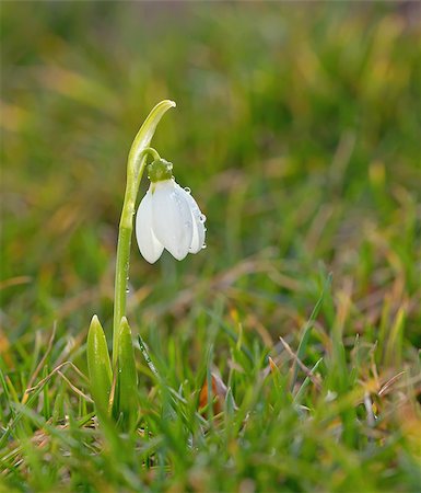 Single snowdrop flowers on filed Stock Photo - Budget Royalty-Free & Subscription, Code: 400-08503918