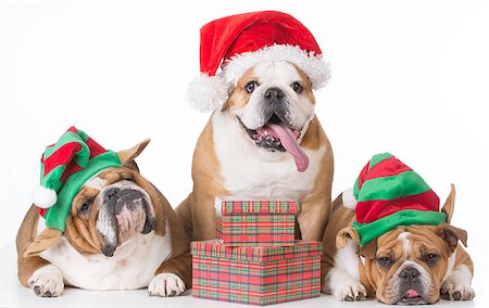 perro travieso - three bulldogs wearing santa and elf costumes on white background Foto de stock - Super Valor sin royalties y Suscripción, Código: 400-08528235