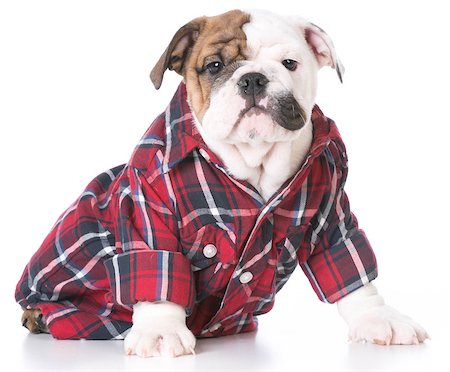 cute bulldog puppy wearing a plaid shirt on white background Stock Photo - Budget Royalty-Free & Subscription, Code: 400-08528239