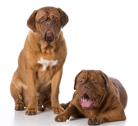 simsearch:400-08669628,k - two sad dogue de bordeaux puppies on white background Stock Photo - Budget Royalty-Free & Subscription, Code: 400-08528356