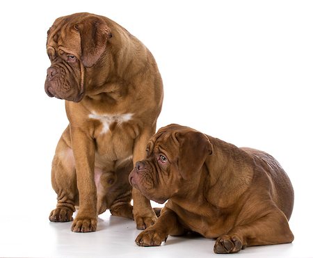 simsearch:400-08669628,k - two dogue de bordeaux puppies on white background Stock Photo - Budget Royalty-Free & Subscription, Code: 400-08528357