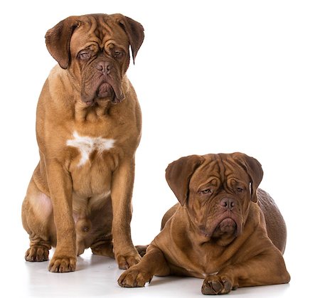 simsearch:400-08669628,k - two dogue de bordeaux puppies on white background Stock Photo - Budget Royalty-Free & Subscription, Code: 400-08528358