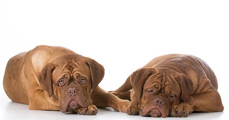 simsearch:400-08669628,k - two sad dogue de bordeaux puppies laying down on white background Stock Photo - Budget Royalty-Free & Subscription, Code: 400-08528359