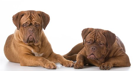 simsearch:400-08669628,k - two dogue de bordeaux puppies on white background Stock Photo - Budget Royalty-Free & Subscription, Code: 400-08528360