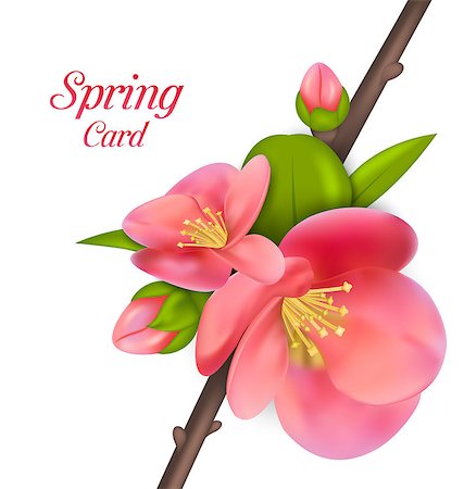 simsearch:400-07577622,k - Illustration Spring Card with Branch with Buds of Japanese Quince Chaenomeles japonica in Bloom, Springtime Awakening - Vector Photographie de stock - Aubaine LD & Abonnement, Code: 400-08529001
