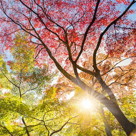 The warm autumn sun shining through colorful treetops, with beautiful bright blue sky. Square composition. Stock Photo - Budget Royalty-Free & Subscription, Code: 400-08529590