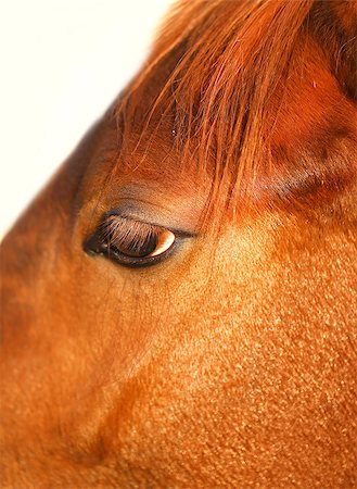 simsearch:614-00602804,k - photo macro portrait of beautiful horses in the evening Photographie de stock - Aubaine LD & Abonnement, Code: 400-08530391